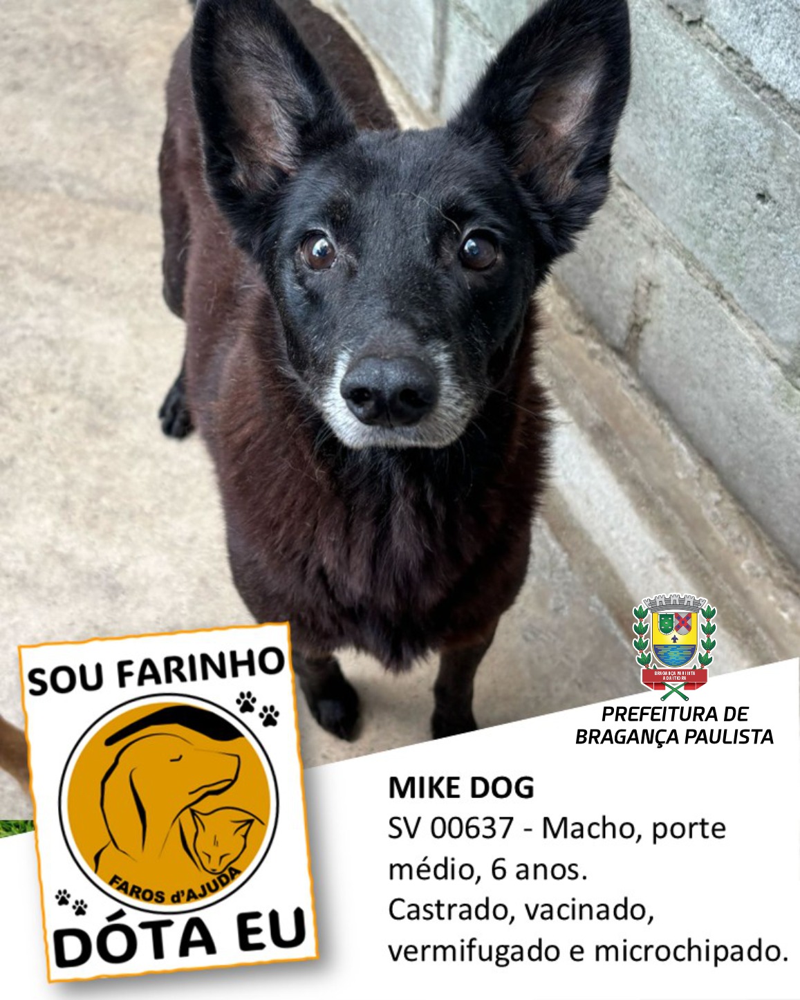 Adotar um animal de estimação é um ato de amor e responsabilidade (3)