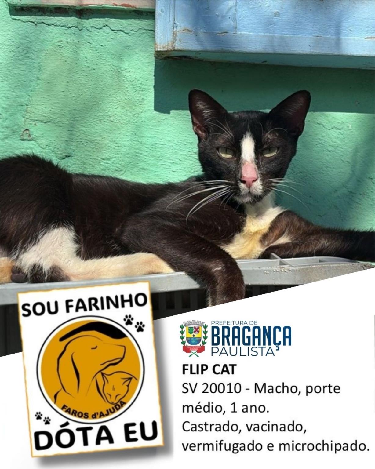 Confira os animais que est&atilde;o esperando um novo lar no Abrigo Municipal (3)