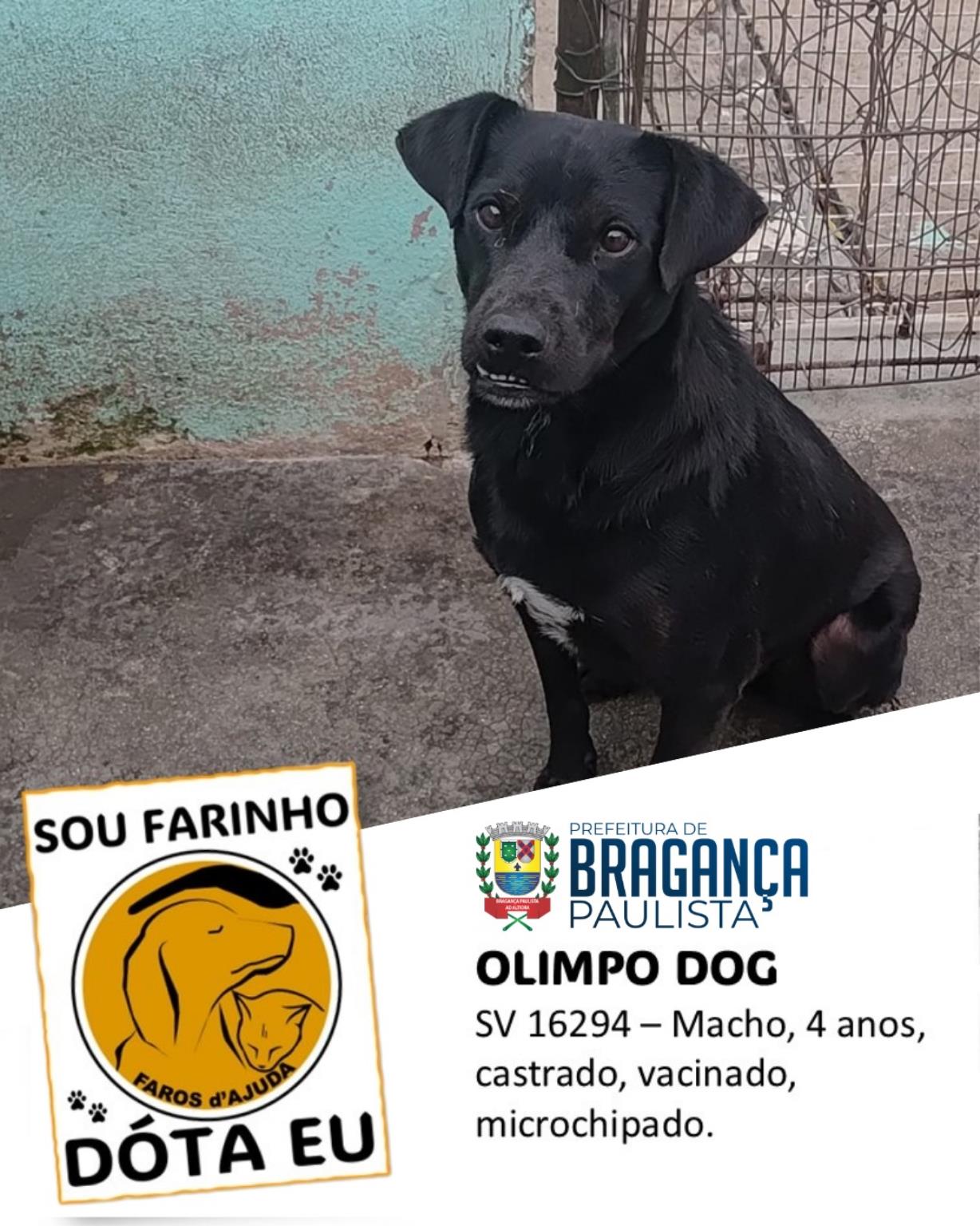 Mais do que adoção, um compromisso de amor (3)