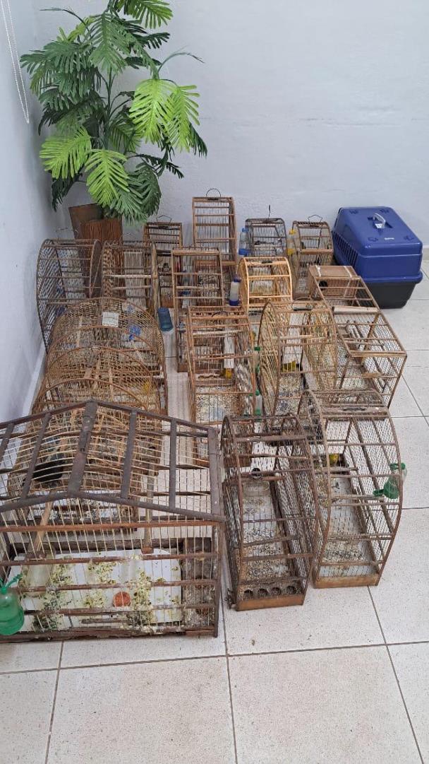 Destruição de gaiolas reforça combate ao cativeiro ilegal de aves silvestres 04