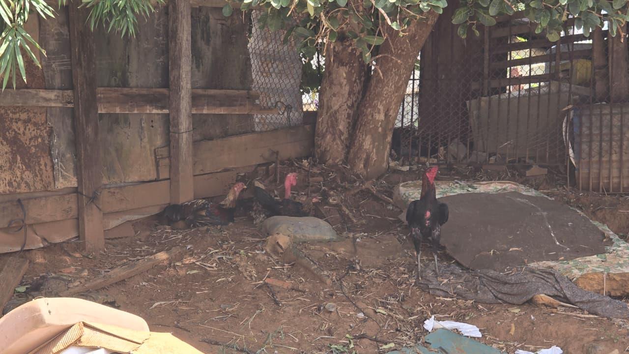 A&ccedil;&atilde;o conjunta fecha estabelecimento irregular no Parque Brasil Foto 04