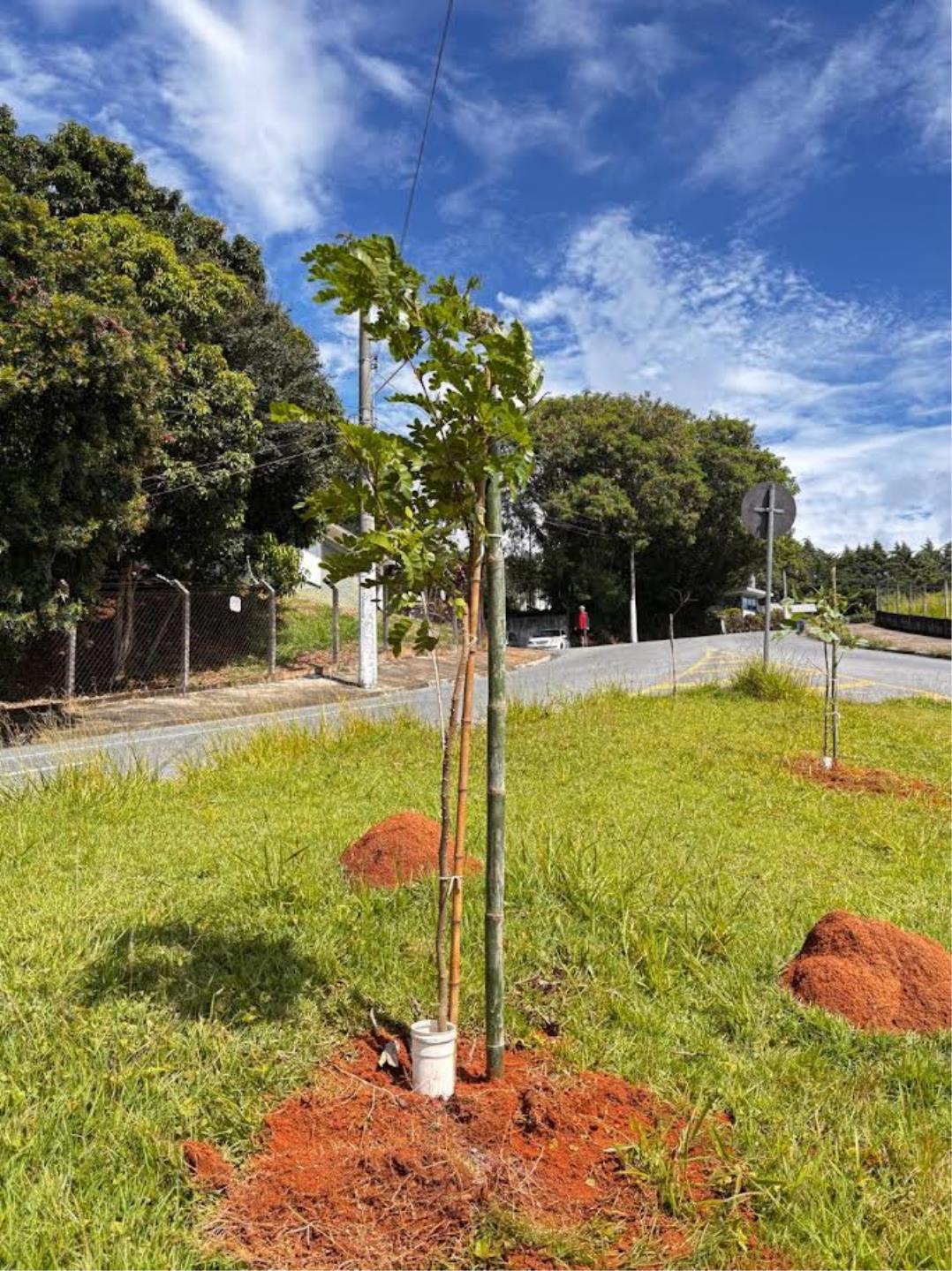 Plantio de árvores nativas traz verde e sombra para três bairros da cidade Foto 04