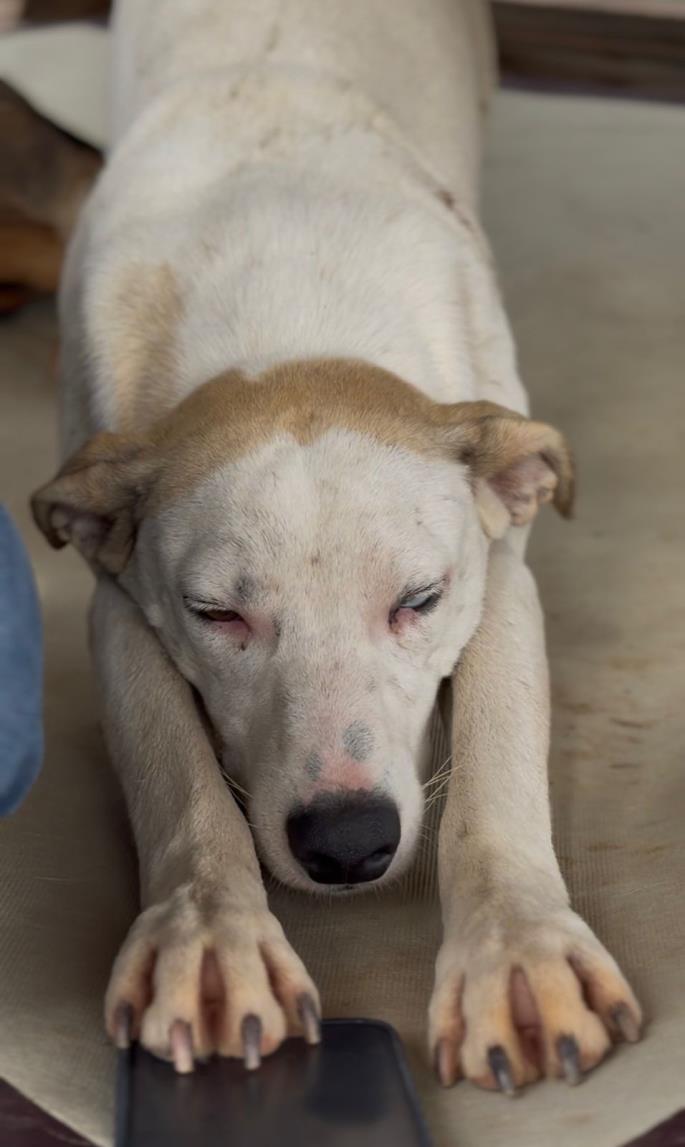 C&atilde;es comunit&aacute;rios recebem casinhas por meio do Projeto Selo Amigo dos Animais Foto 04