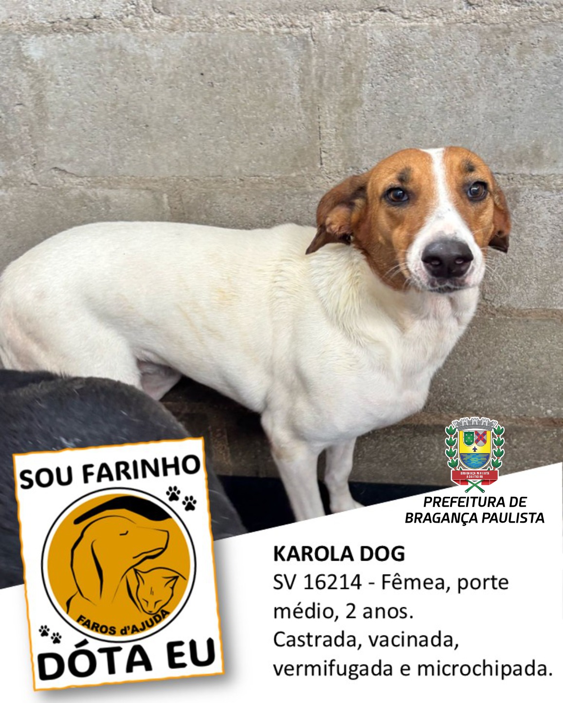 Adotar um animal de estimação é um ato de amor e responsabilidade (4)