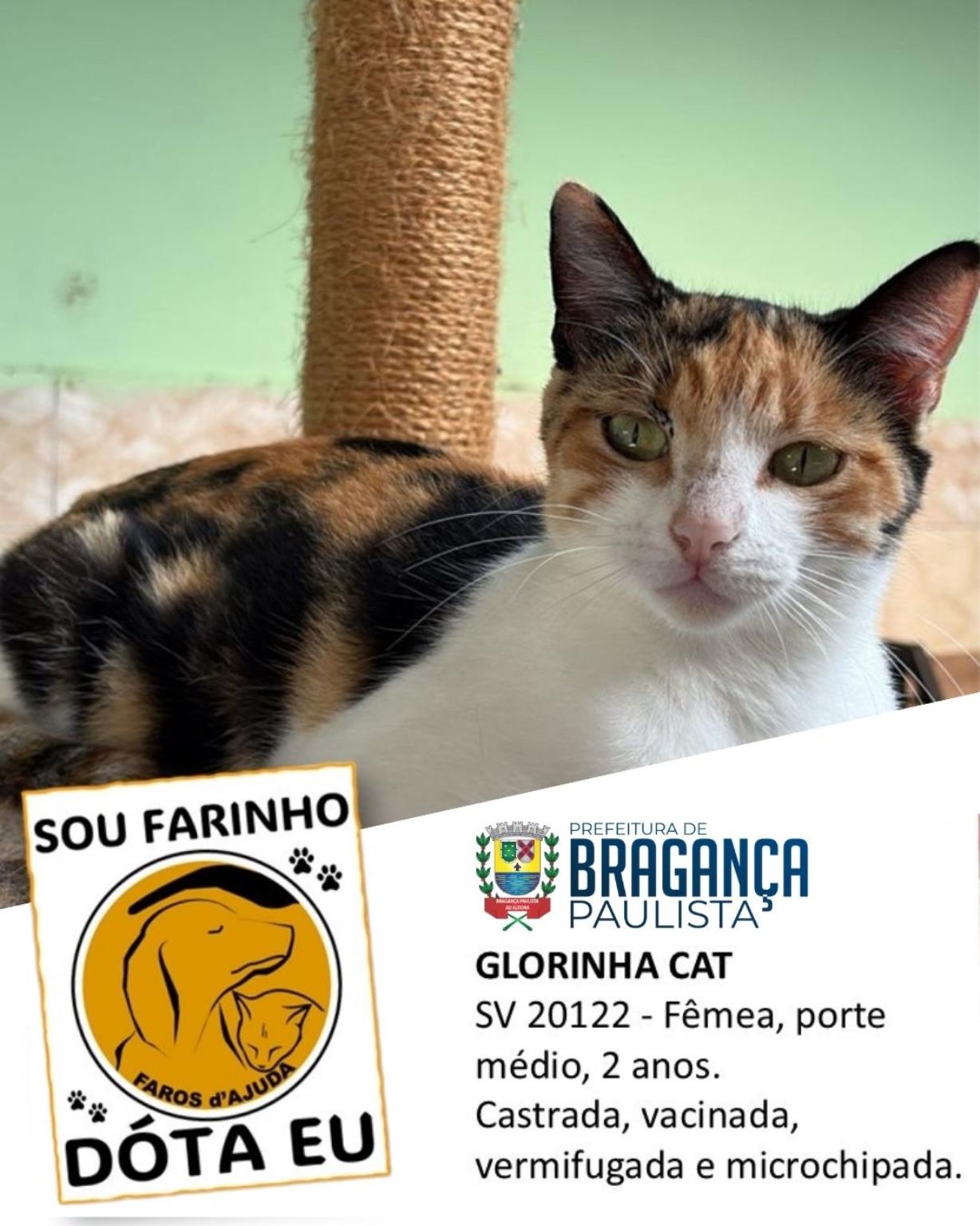 Confira os animais que est&atilde;o esperando um novo lar no Canil Municipal (4)