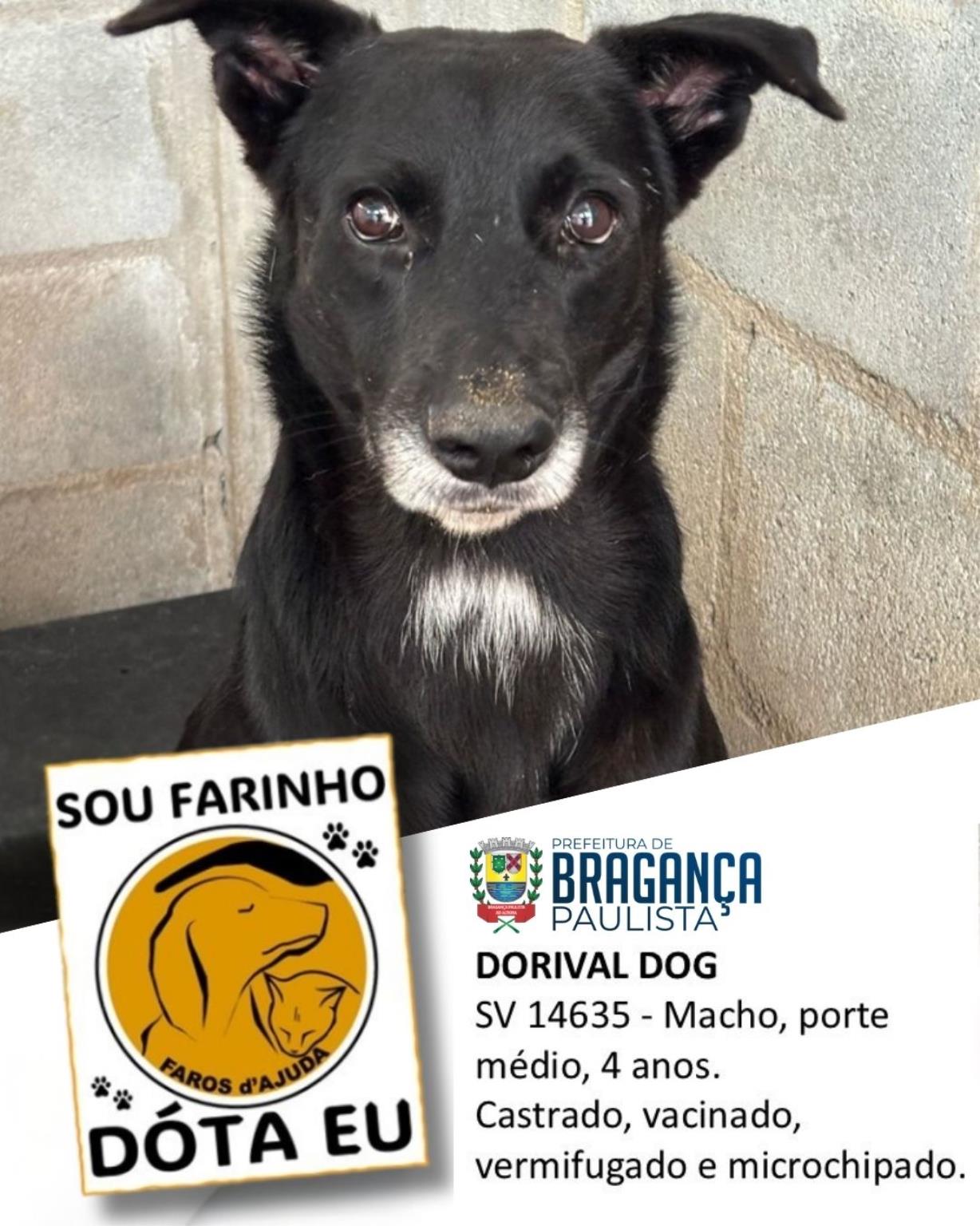 Confira os animais que est&atilde;o esperando um novo lar no Abrigo Municipal (4)