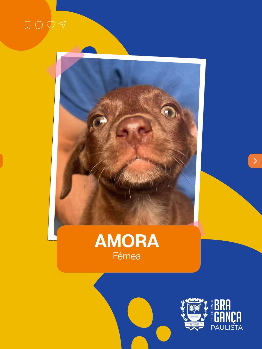 Hist&oacute;rias de cuidado e ado&ccedil;&atilde;o marcam o Programa PSA Animal - Lar Tempor&aacute;rio 05