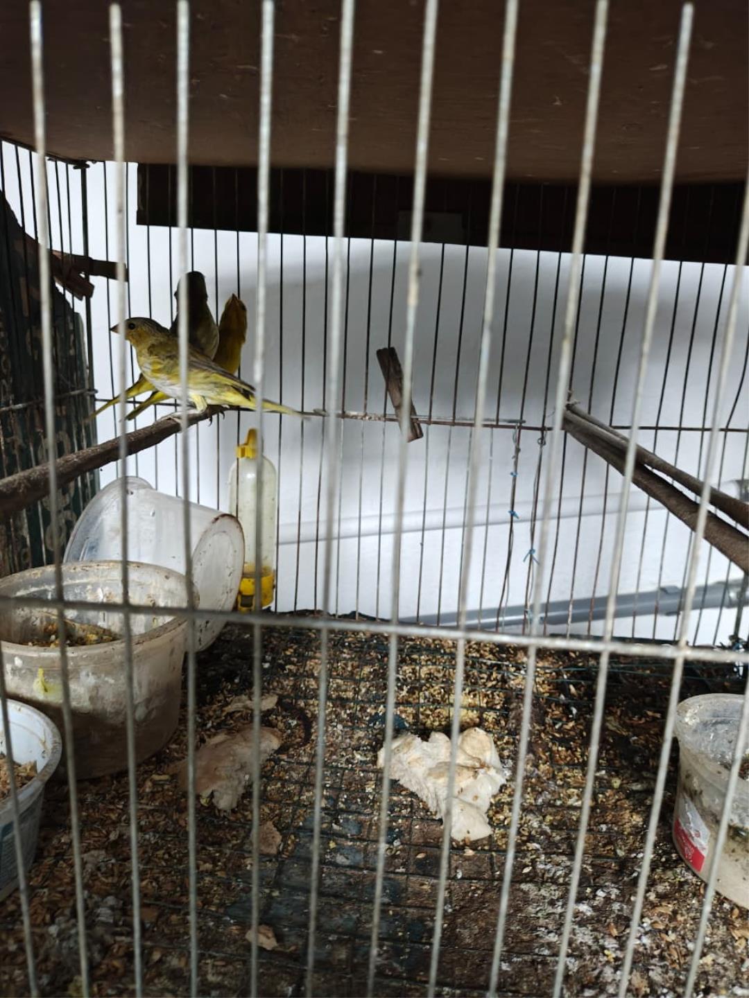 Aves silvestres são apreendidas no Santa Libânia após denúncia (5)