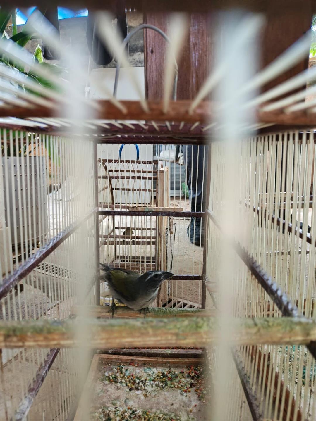 P&aacute;ssaros apreendidos s&atilde;o encaminhados para acolhimentoFoto 04