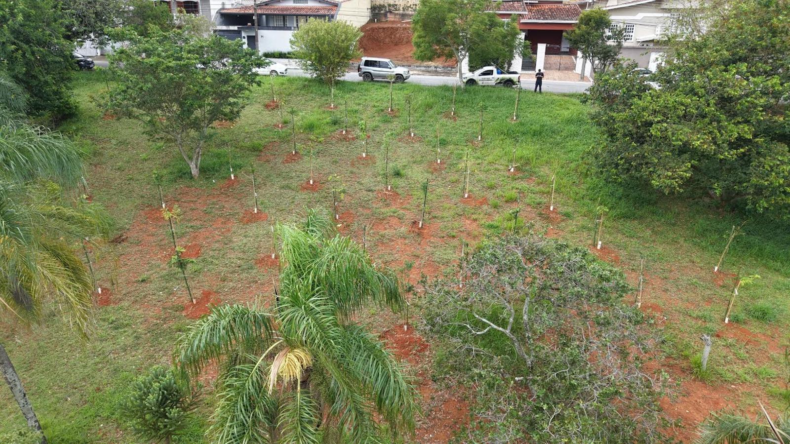 Plantio de árvores nativas traz verde e sombra para três bairros da cidade Foto 05