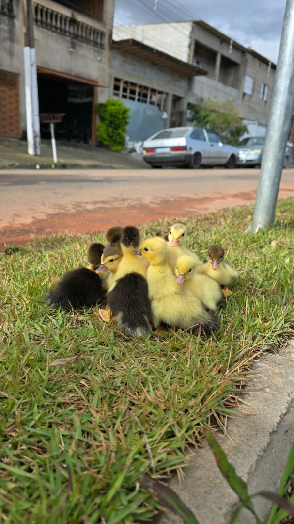 Cidade recebe sinaliza&ccedil;&atilde;o para prote&ccedil;&atilde;o de animais silvestres em vias urbanas 05