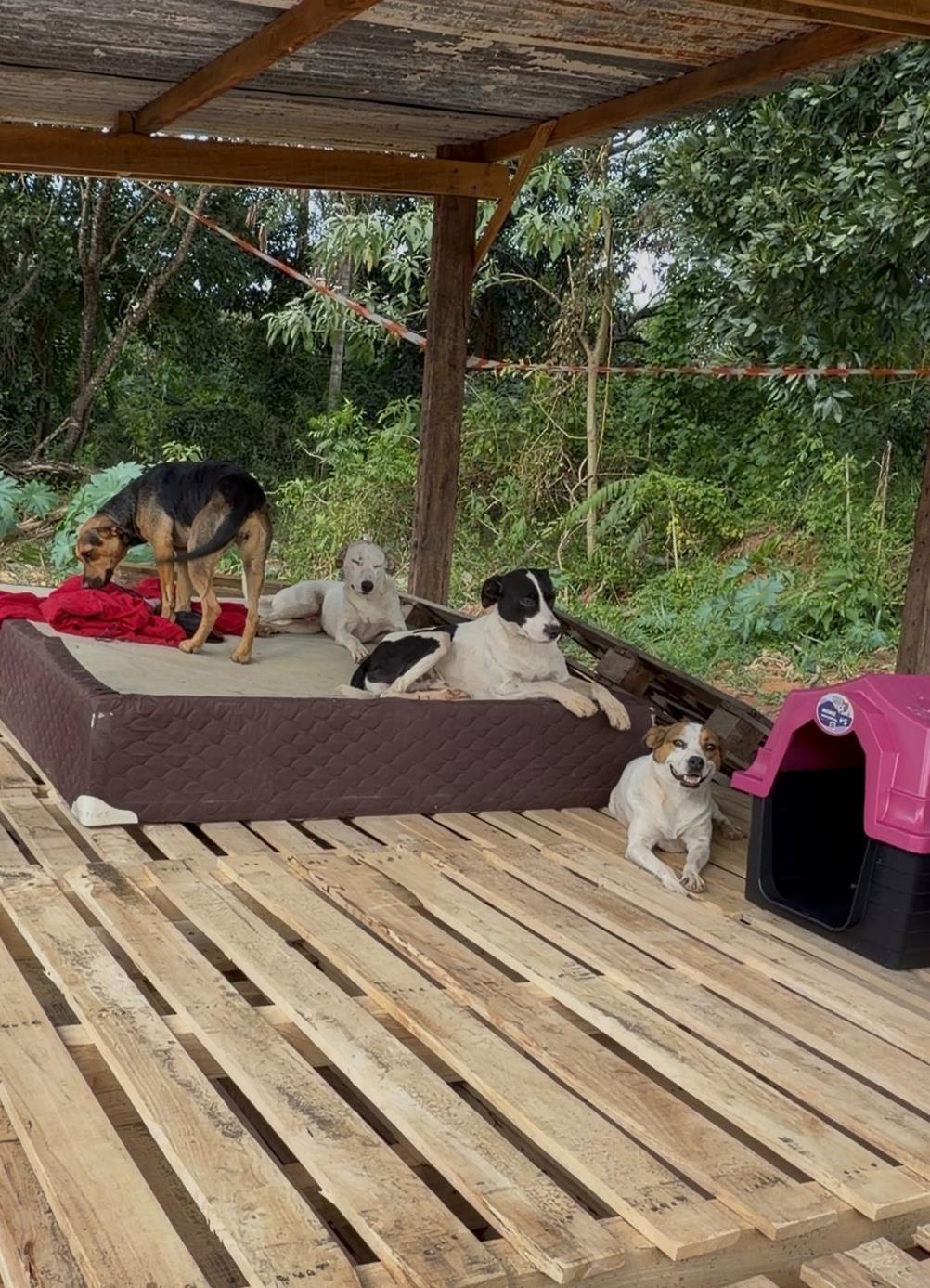 C&atilde;es comunit&aacute;rios recebem casinhas por meio do Projeto Selo Amigo dos Animais Foto 05