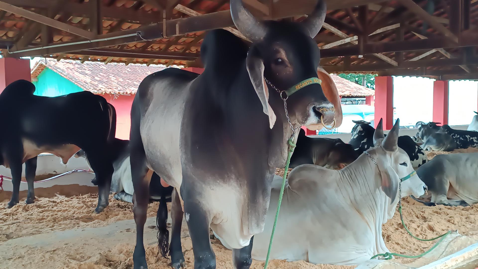 Expobragan&ccedil;a 2026 come&ccedil;a neste fim de semana e j&aacute; movimenta toda a regi&atilde;o Foto 05