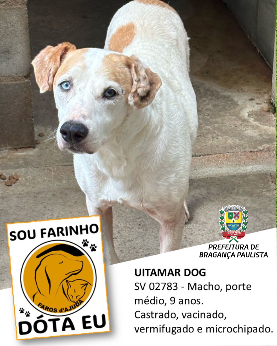 Adotar um animal de estimação é um ato de amor e responsabilidade (5)