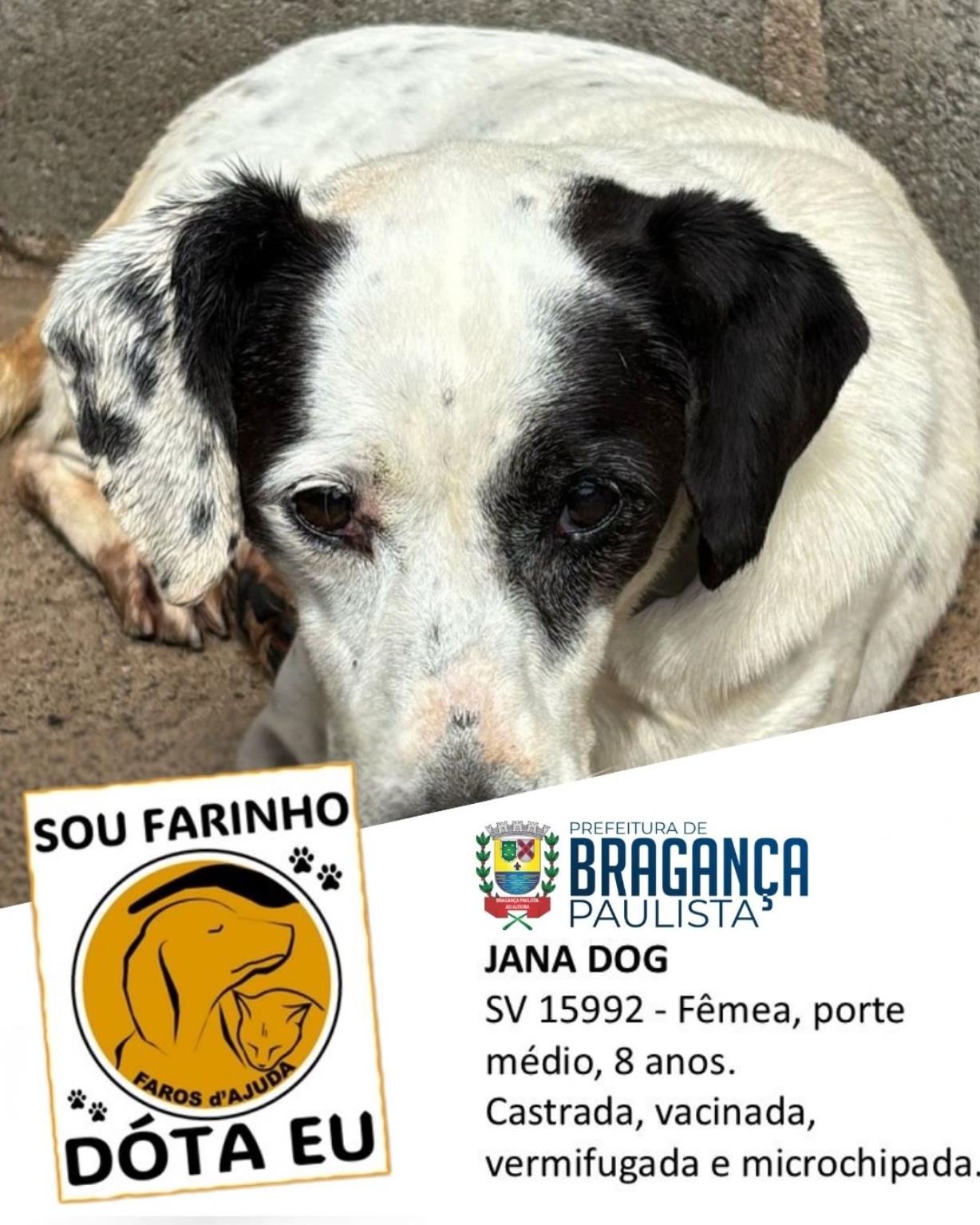 Confira os animais que est&atilde;o esperando um novo lar no Canil Municipal (5)