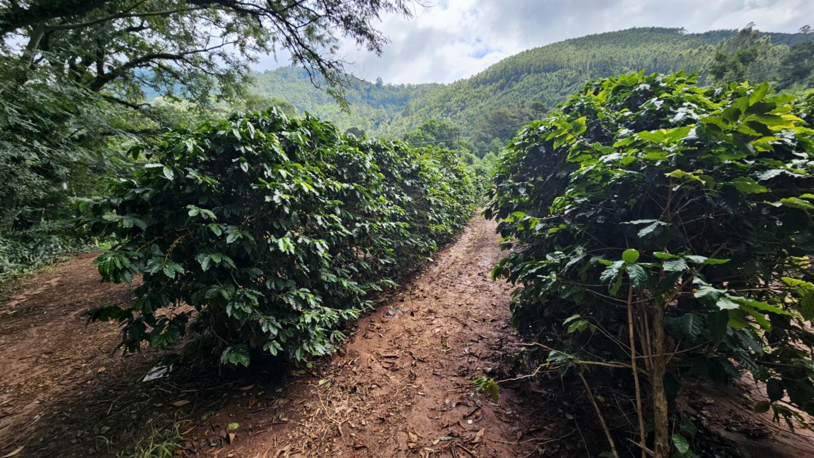 Café bragantino foi destaque em 2025