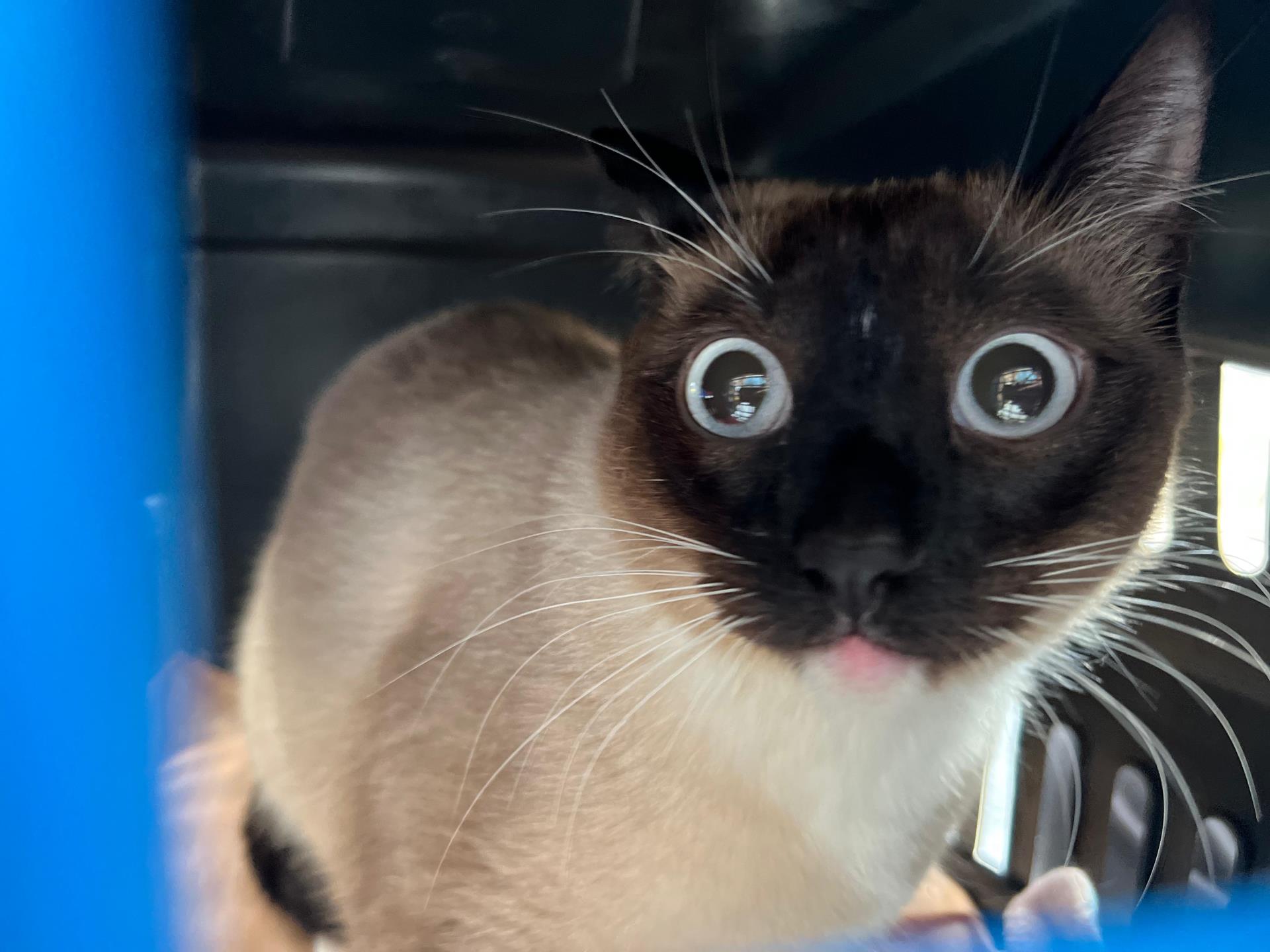 Bragança Paulista amplia controle populacional de animais com mais uma ação do Castramóvel