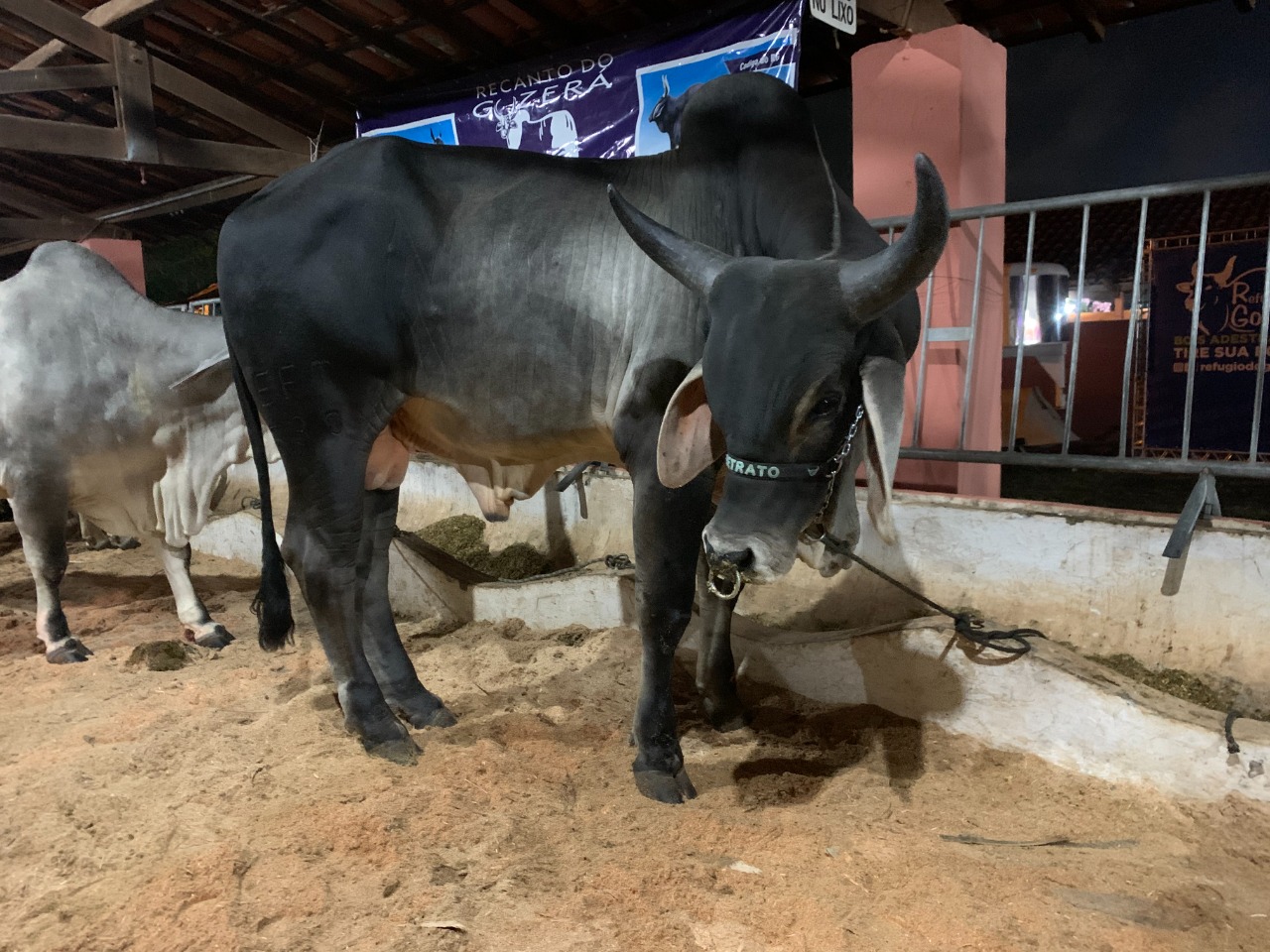 11.05.2022 Exposi&ccedil;&atilde;o de Animais Posto de Monta (6)