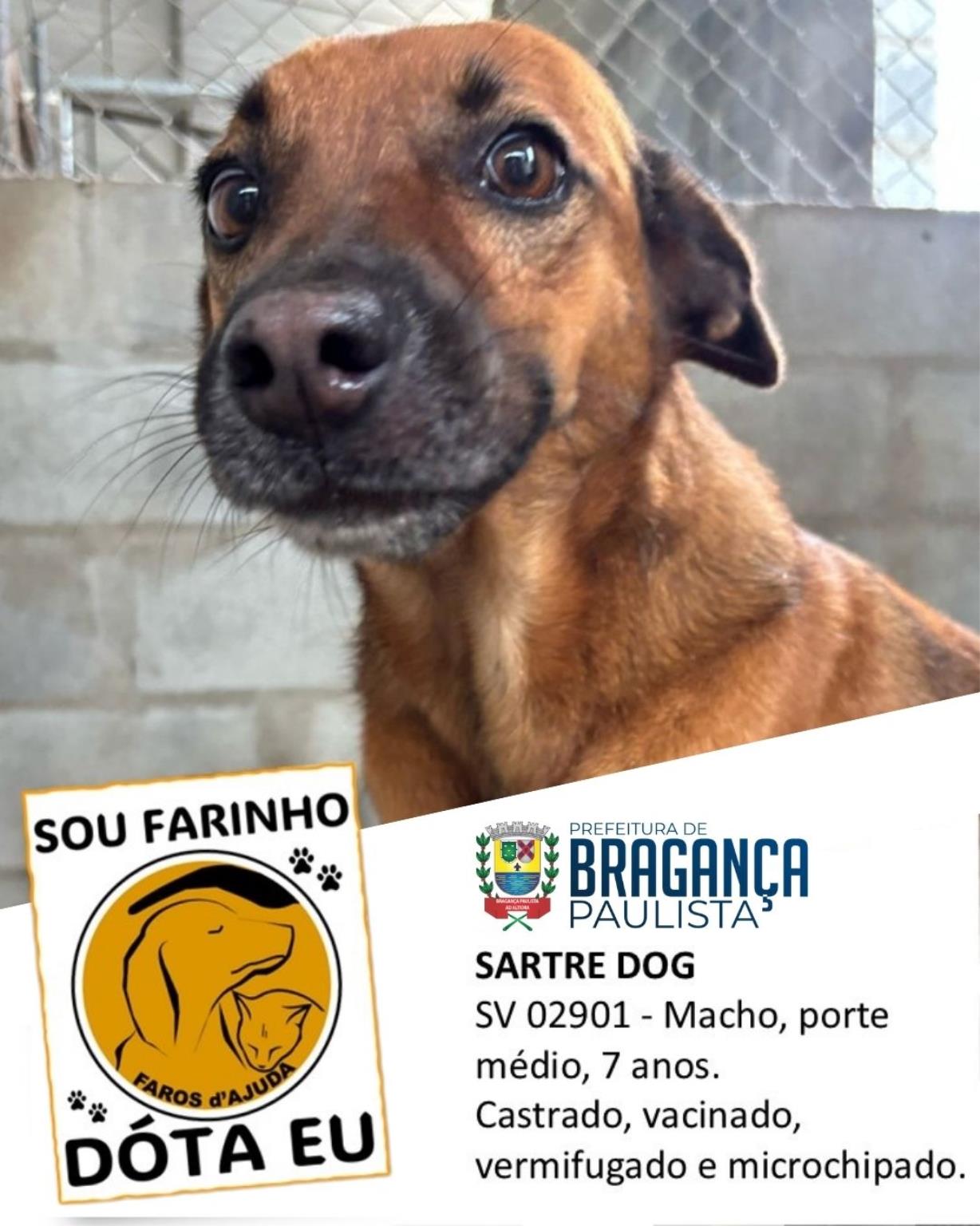 Confira os animais que est&atilde;o esperando um novo lar no Canil Municipal (6)