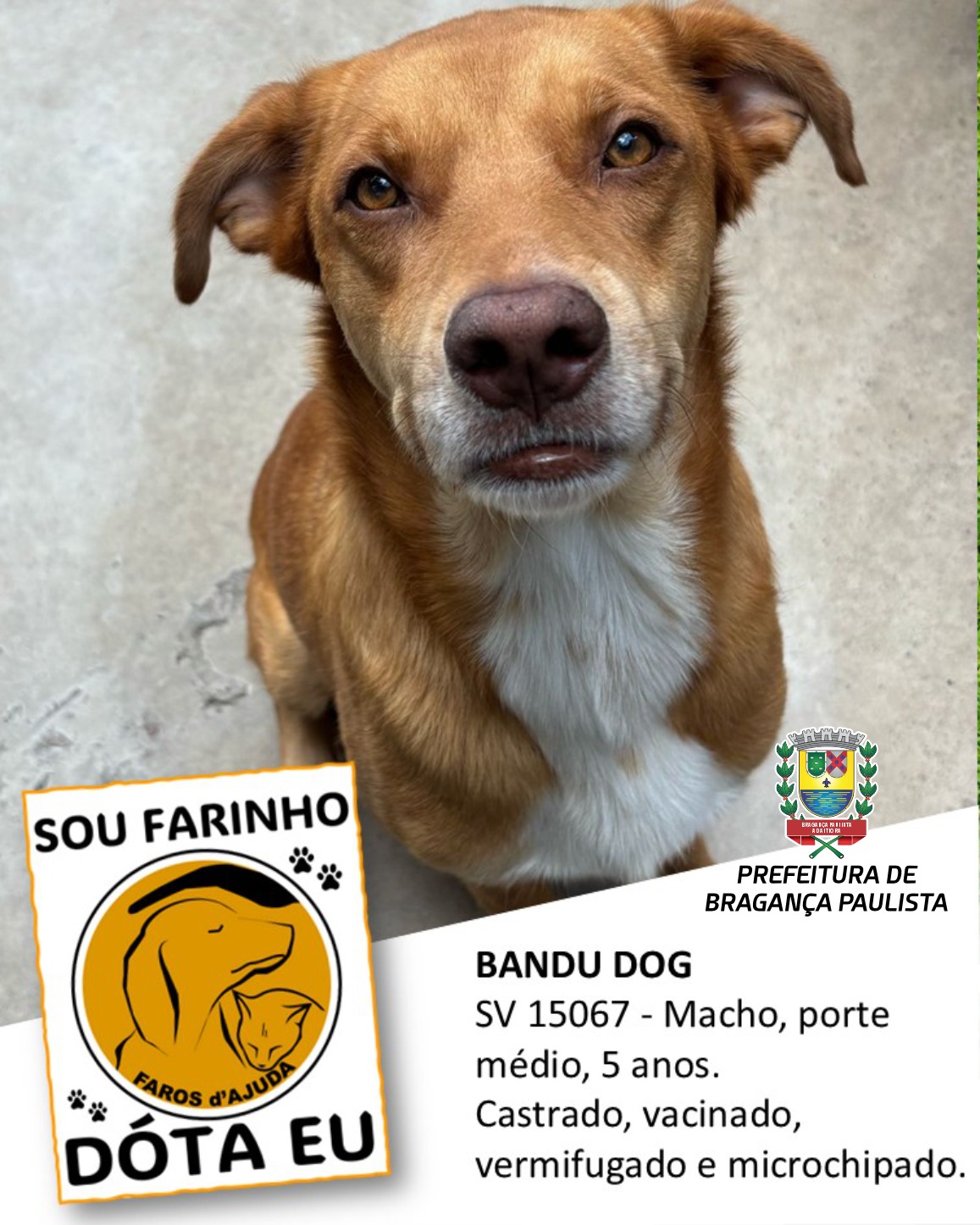 Adotar um animal de estimação é um ato de amor e responsabilidade (7)