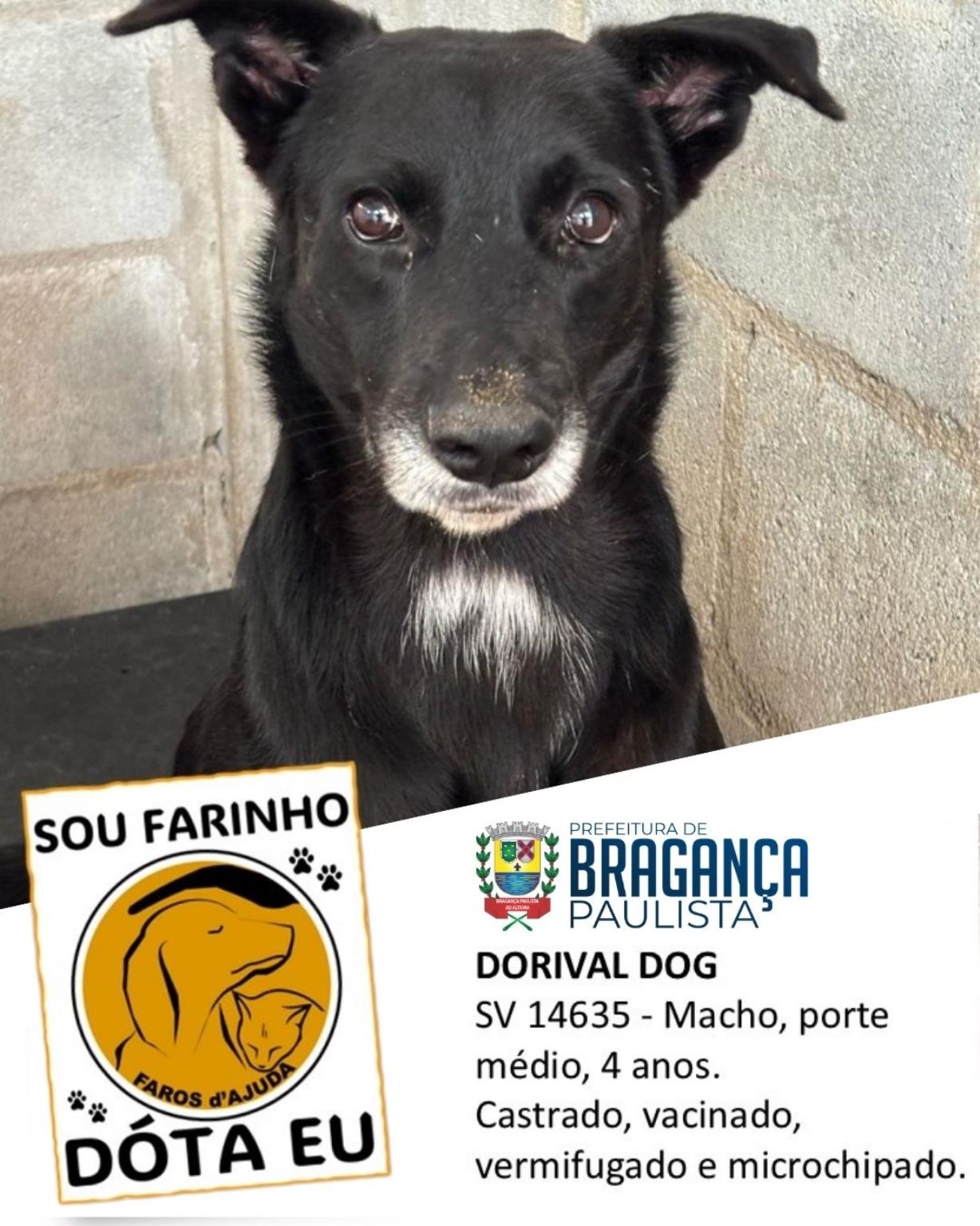 Confira os animais que est&atilde;o esperando um novo lar no Canil Municipal (7)
