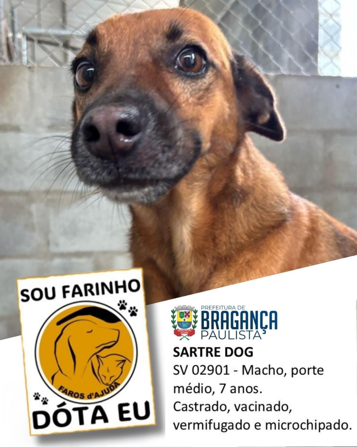 Confira os animais que est&atilde;o esperando um novo lar no Abrigo Municipal (7)