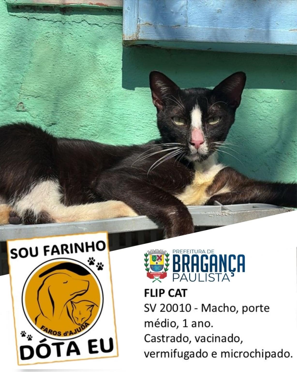 Confira os animais que est&atilde;o esperando um novo lar no Canil Municipal (8)