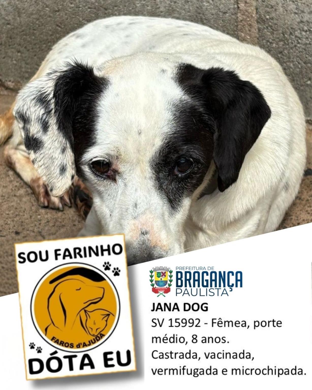 Confira os animais que est&atilde;o esperando um novo lar no Abrigo Municipal (8)