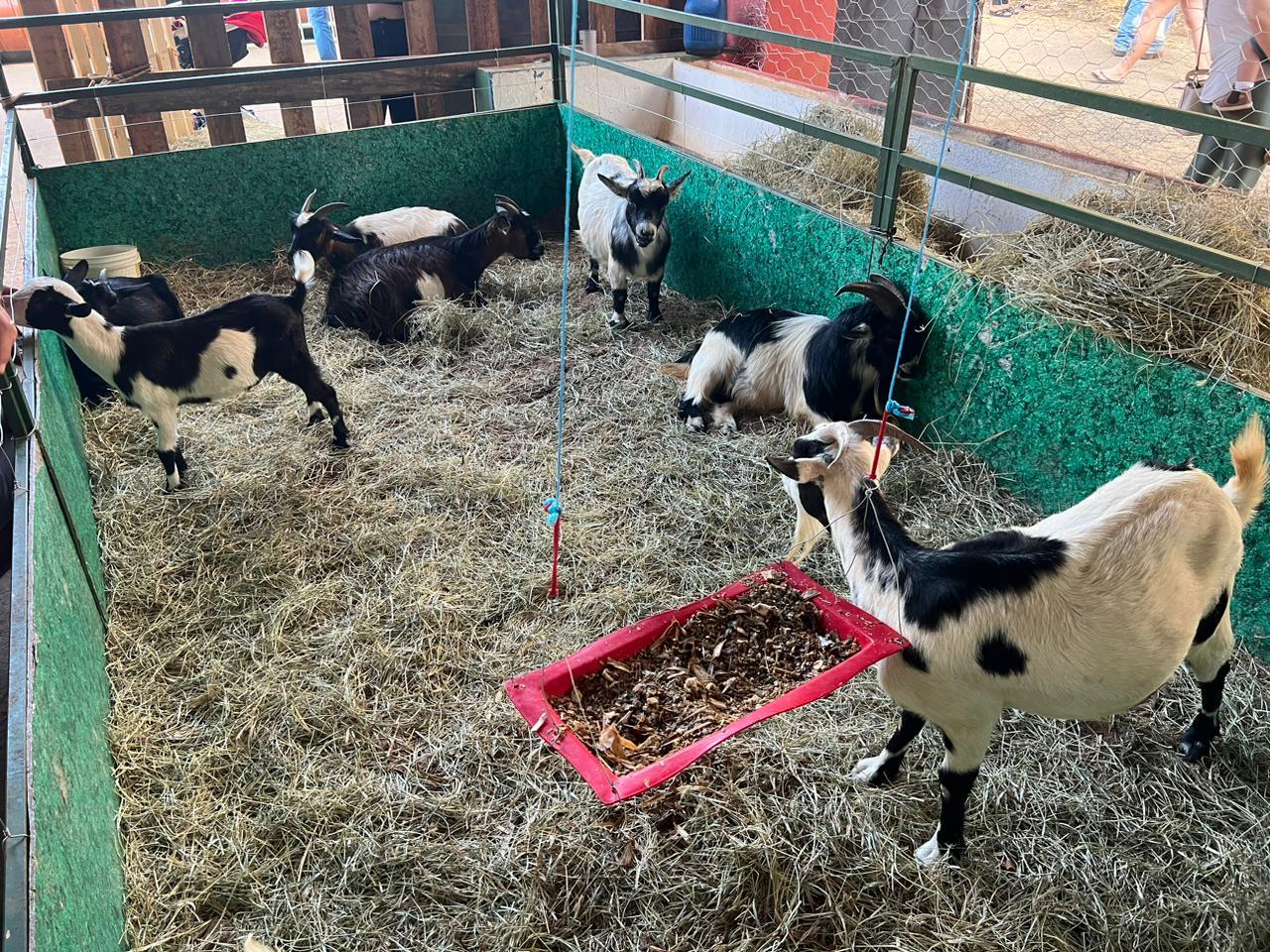 Segunda semana da 59&ordf; Expoagro e 32&ordf; Festa do Pe&atilde;o de Boiadeiro promete lotar o Posto de Monta Foto 08