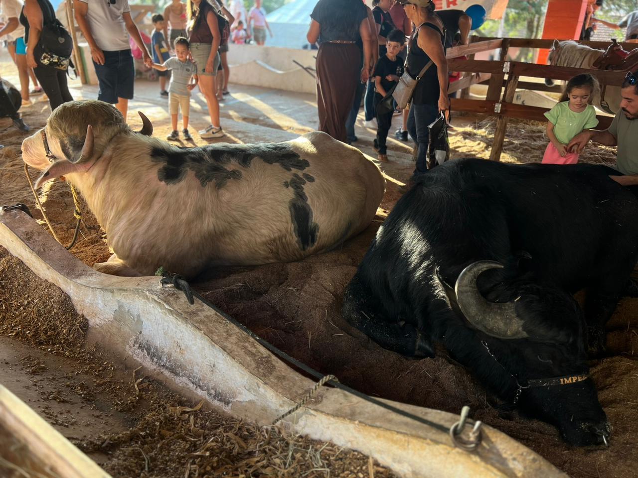 Segunda semana da 59&ordf; Expoagro e 32&ordf; Festa do Pe&atilde;o de Boiadeiro promete lotar o Posto de Monta Foto 09