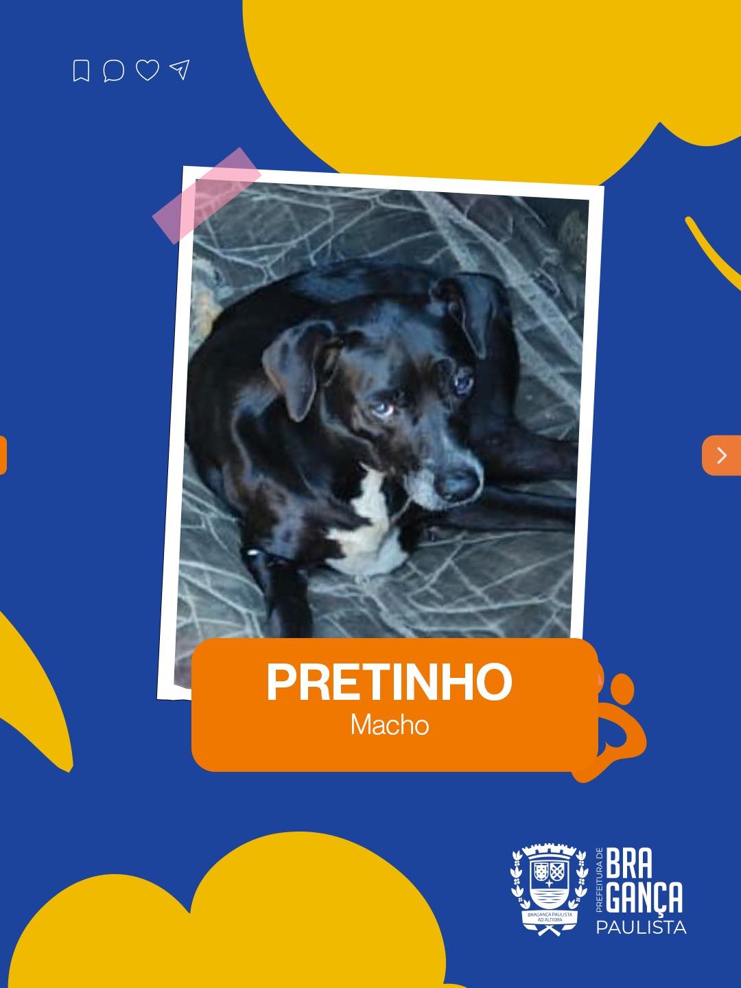Hist&oacute;rias de cuidado e ado&ccedil;&atilde;o marcam o Programa PSA Animal - Lar Tempor&aacute;rio 10