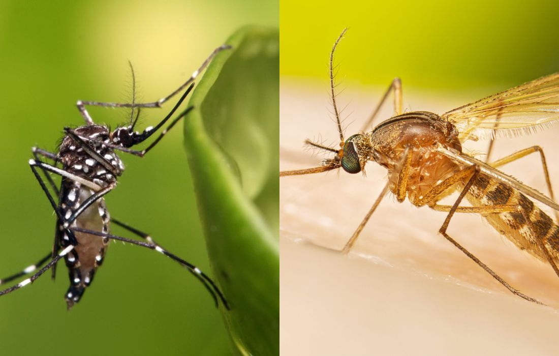 folha-diferenca-entre-aedes-e-pernilongo-divulgacao-fiocruz-cdc