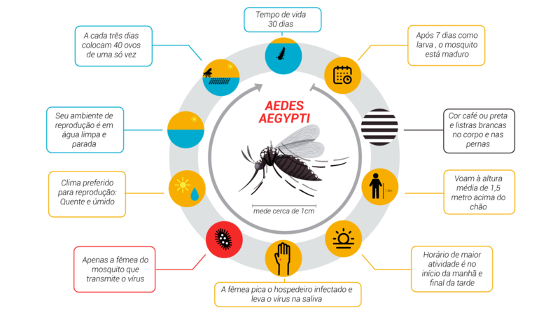 content_CICLO-AEDES-AEGYPTI