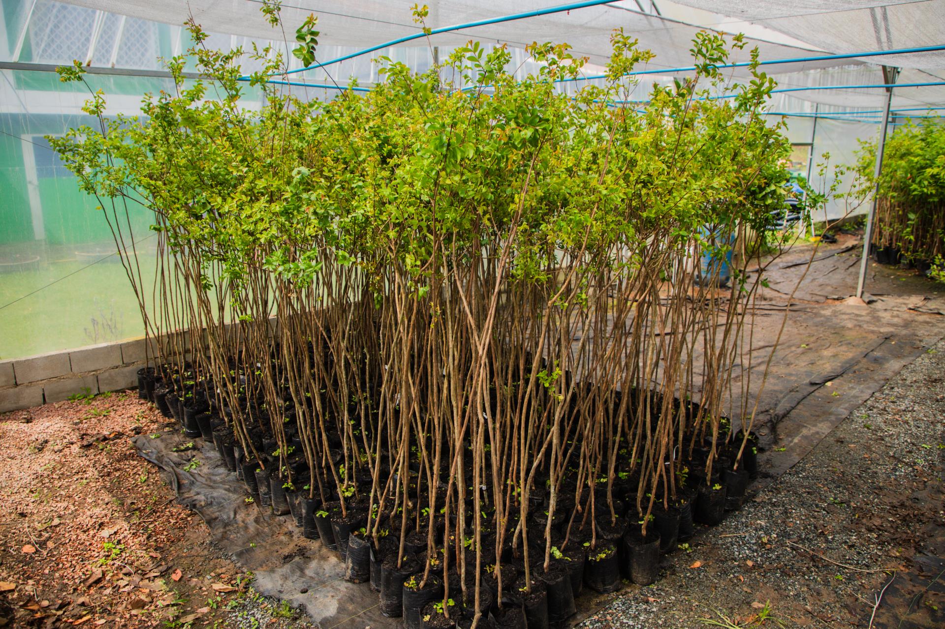 FAZENDA ARBORIZADA - PARQUE VERDE (16-09-2025)-5205
