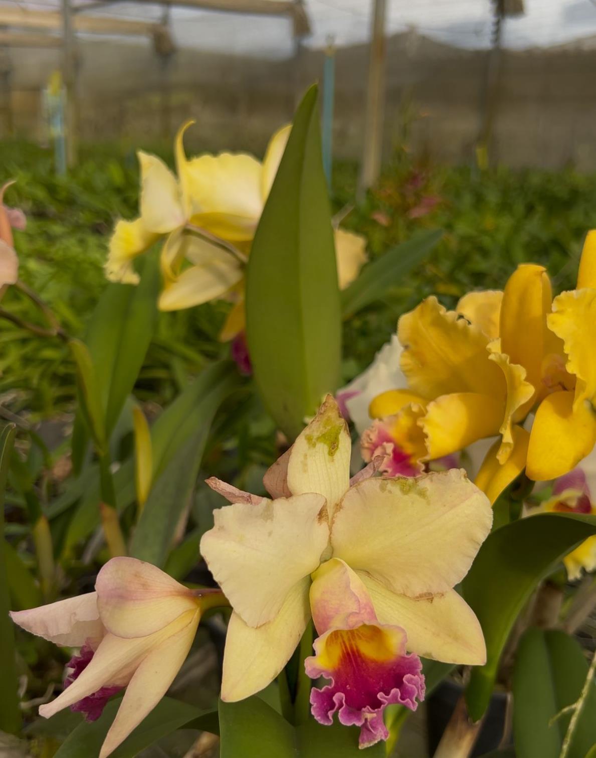 WhatsApp Image 2026-02-04 at 14.40.52