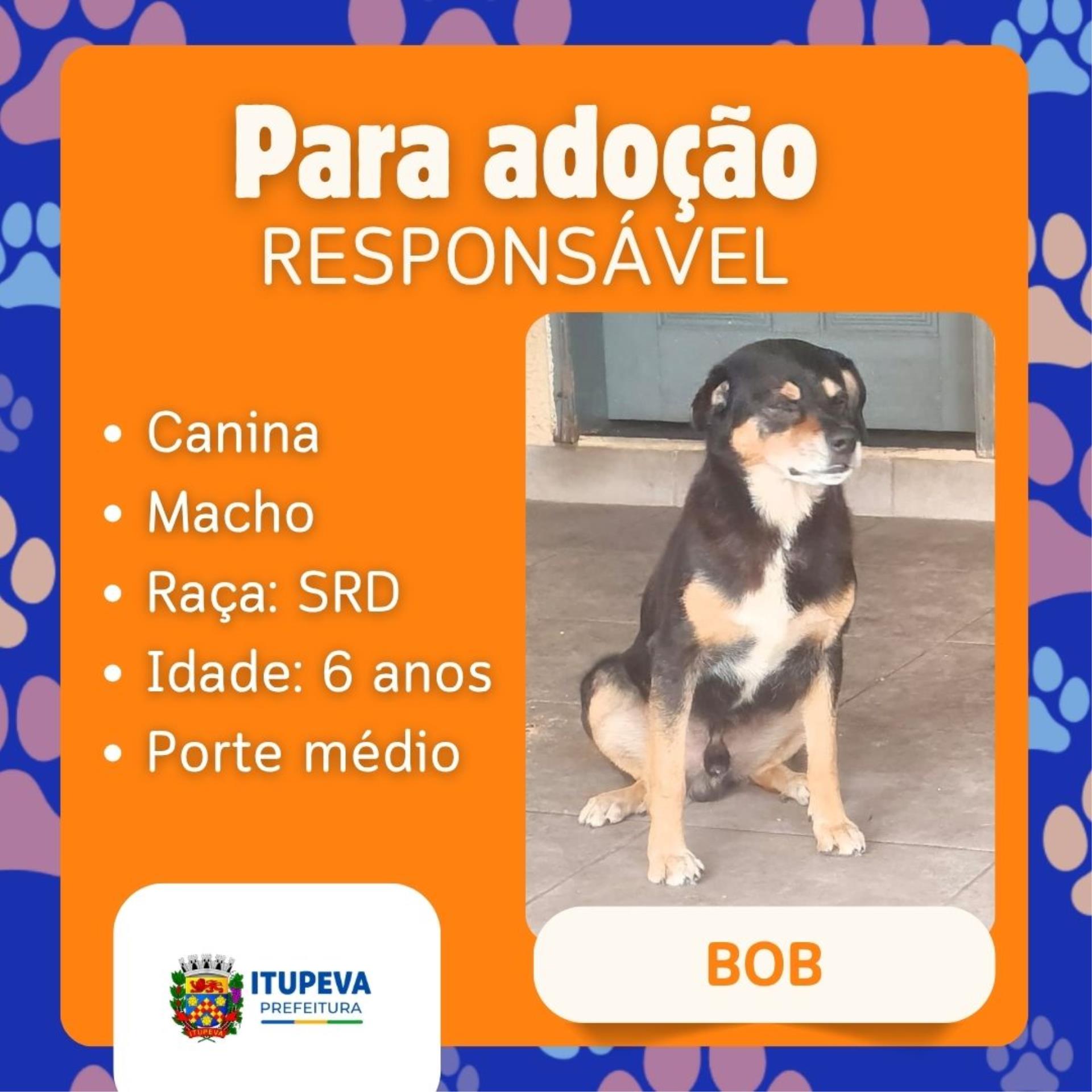 Para ado&ccedil;&atilde;o (1)