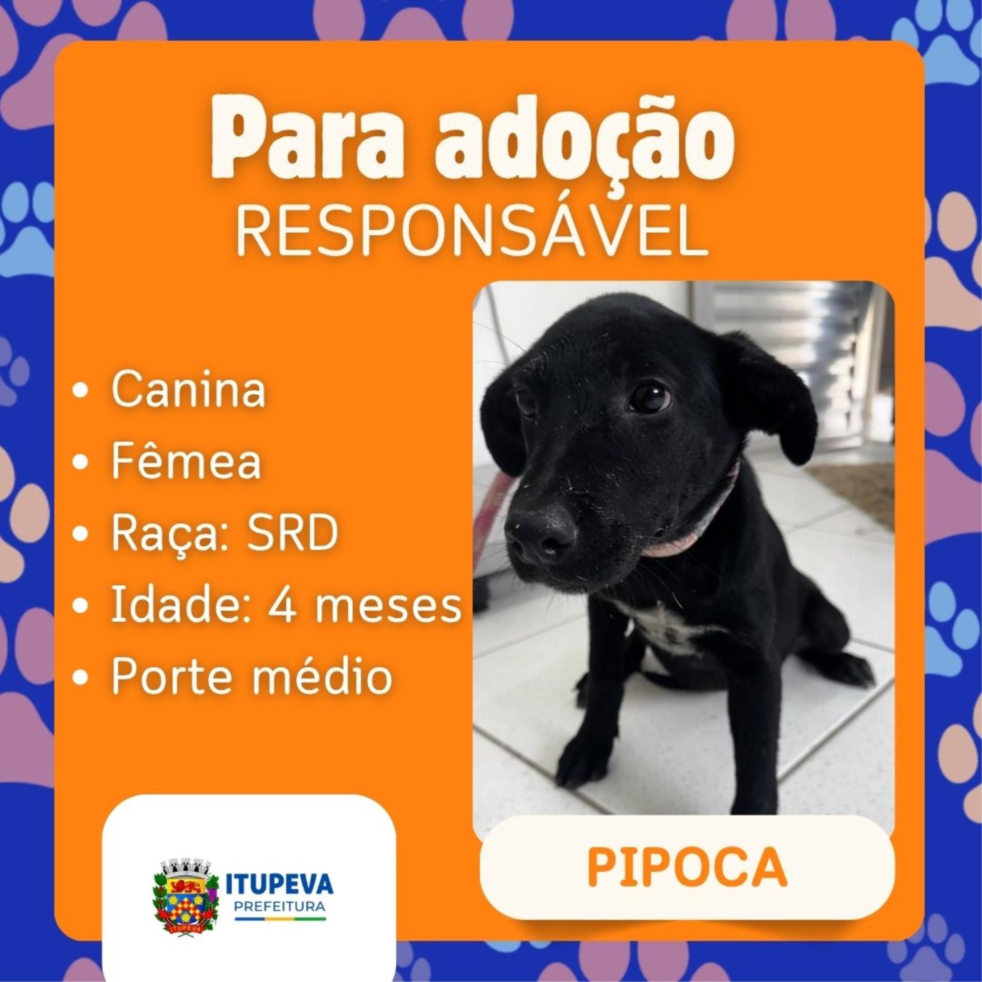 Para ado&ccedil;&atilde;o (4)