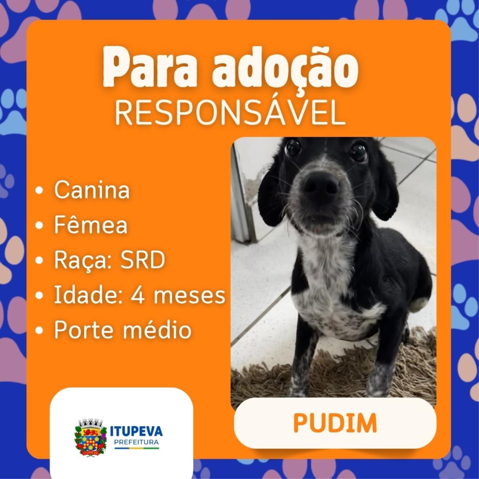 Para ado&ccedil;&atilde;o (5)