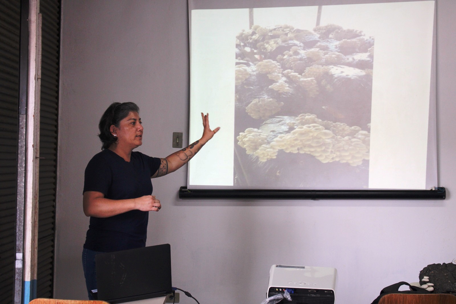 Prefeitura promoverá curso de cultivo de cogumelo Shitake - Itapecerica da  Serra