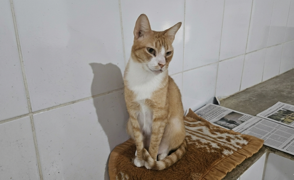 CABEÇÃO