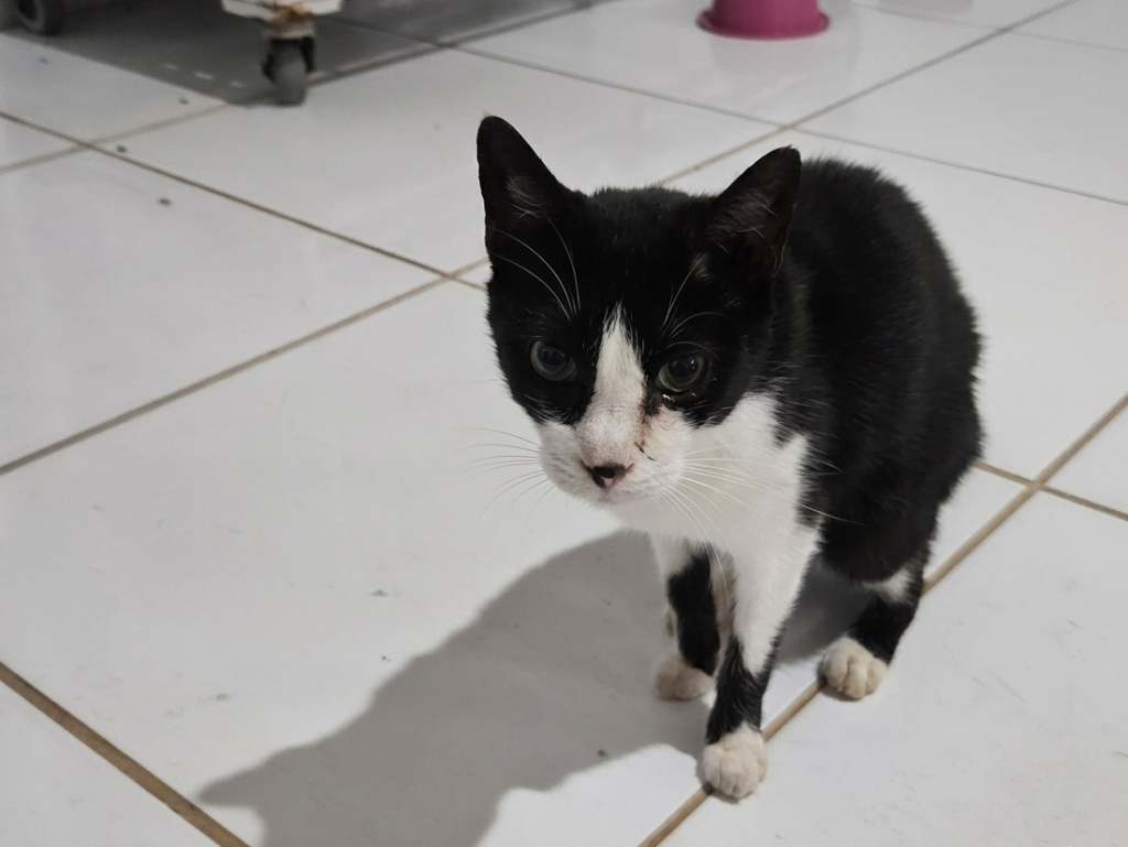 VÉIO