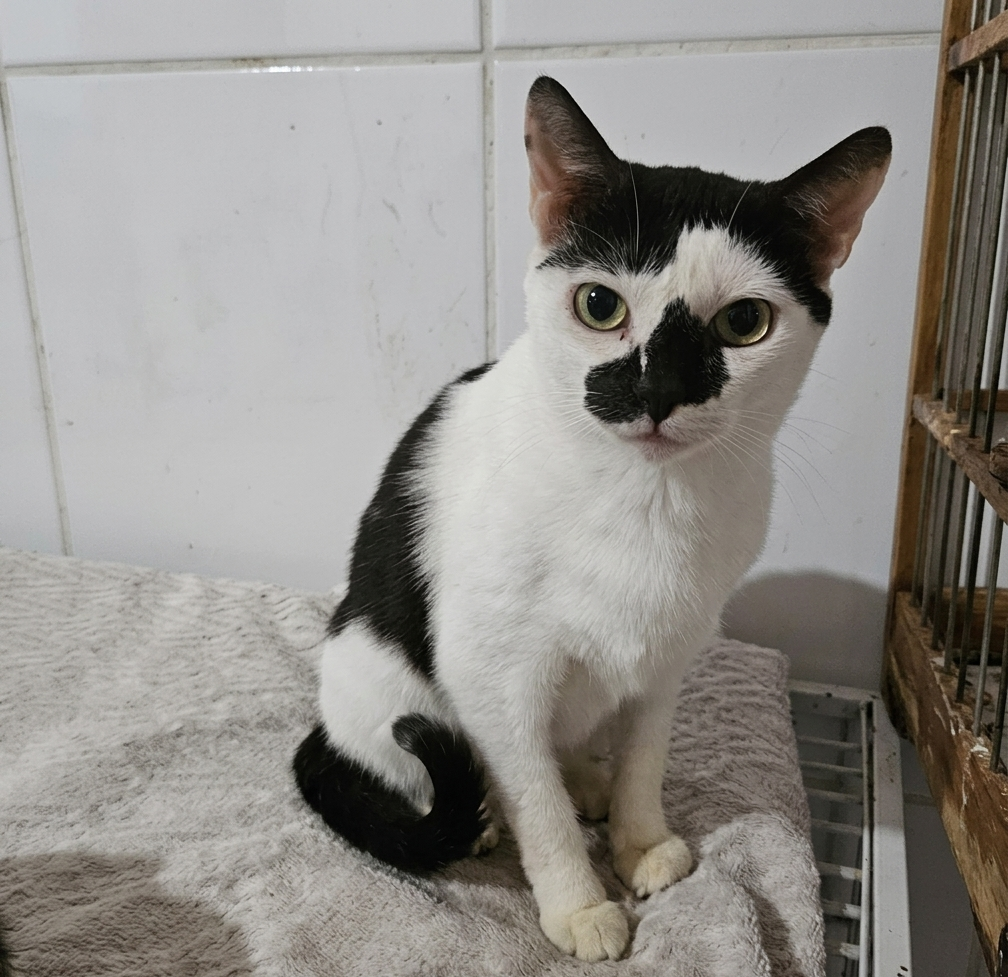 BIGODE