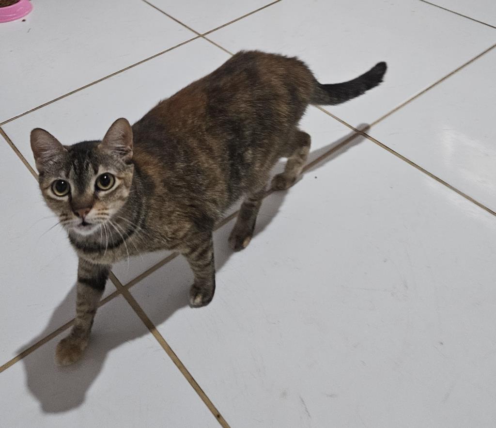 BIBI