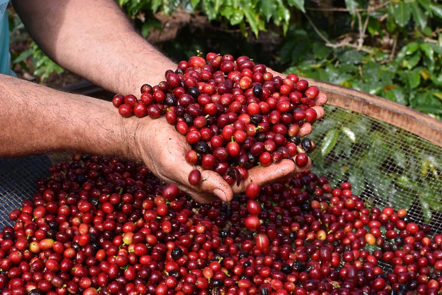 Rota do Café de Serra Negra é selecionada entre os melhores roteiros rurais do país