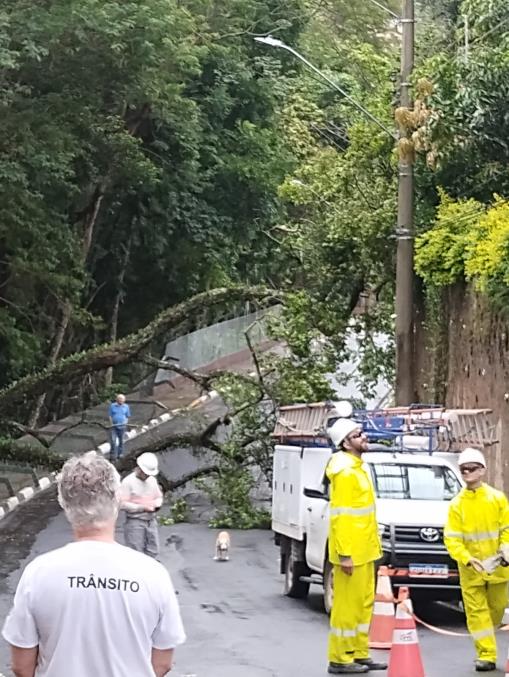 PREFEITURA DESOBSTRUIU RAPIDAMENTE VIA APÓS QUEDA DE ÁRVORE QUE DANIFICOU ALAMBRADO DO PARQUE FONTE SÃO LUIZ