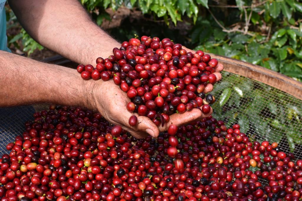 Cafés da região recebem Indicação Geográfica