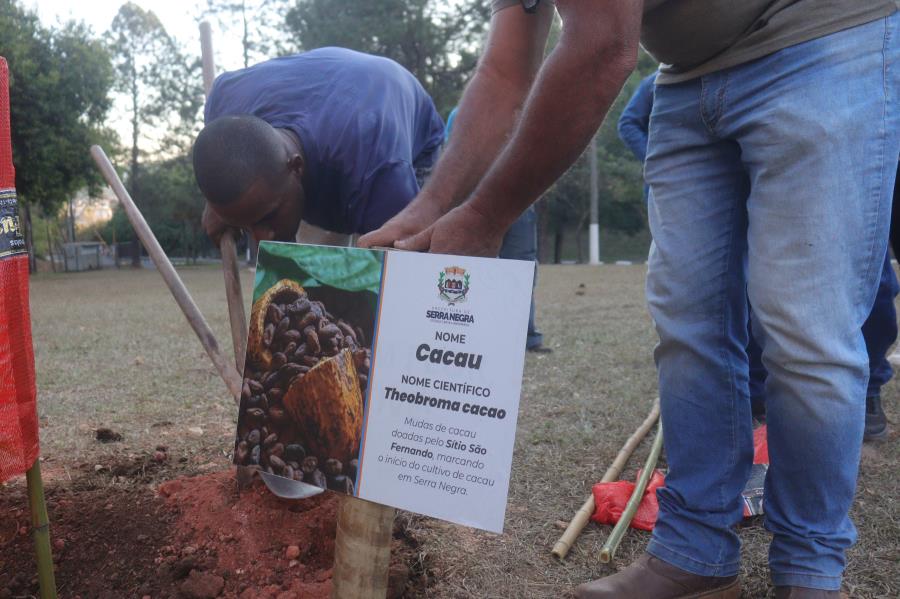 Plantio de mudas de cacau marca novo capítulo para a agricultura em Serra Negra