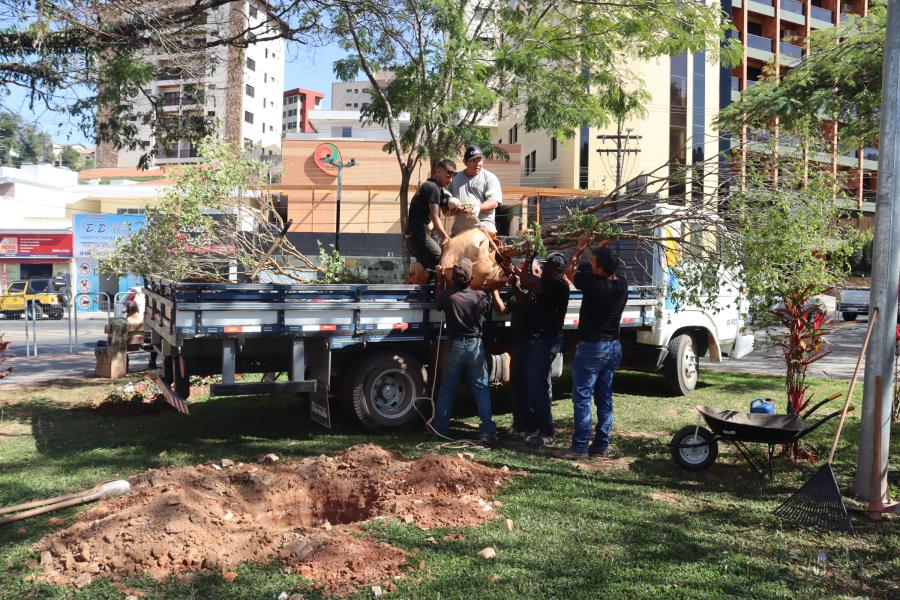 Prefeitura faz plantio de árvores frutíferas na área urbana