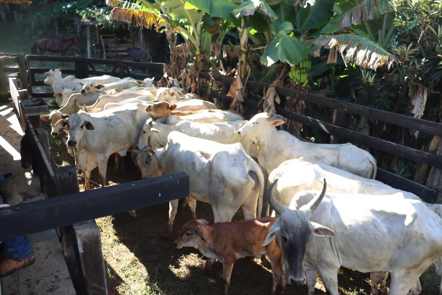 PEQUENOS PECUARISTAS DE SERRA NEGRA PODEM PARTICIPAR DO +PECUÁRIA BRASIL NO DIA 19 DE MAIO