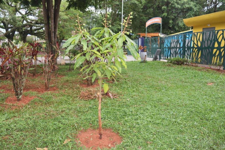 Prefeitura de Serra Negra promove ação ambiental com plantio e doação de mudas frutíferas e nativas